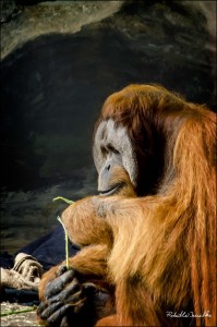 ape tying a knot