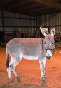 female mule