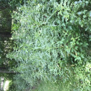 nettle cluster